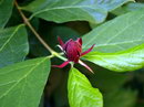 Calycanthus Floridus